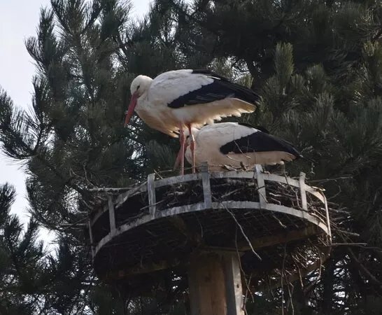 Parc A Cigognes