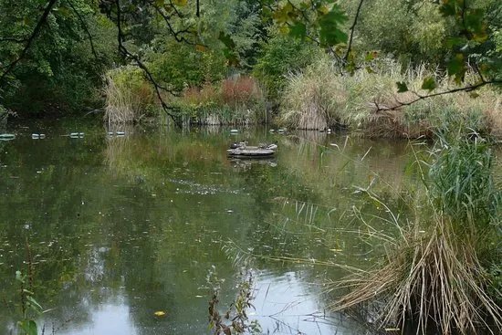 Russia Dock Woodland