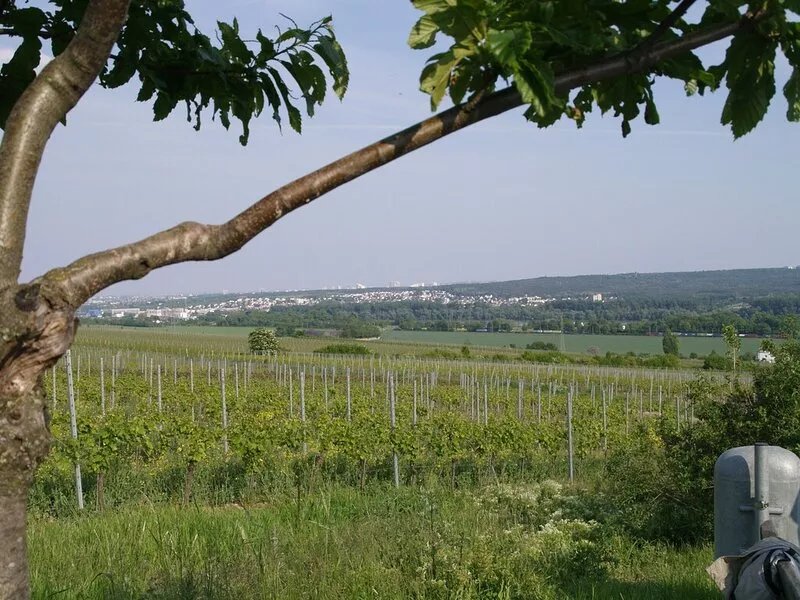 Living comfortably in Oberwalluf, enjoying the Rheingau, experiencing the Rhine