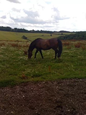 The Equestrian Centre - Shardeloes Farm