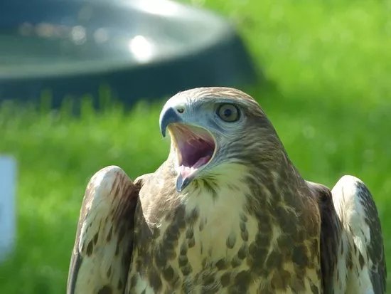 Thirsk Birds Of Prey Centre