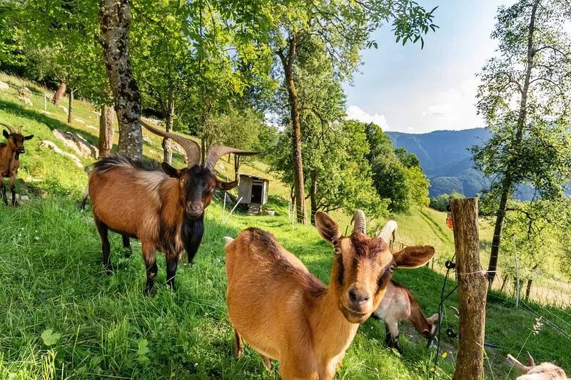 Holiday Home Liza with Marvelous Nature View&Sauna