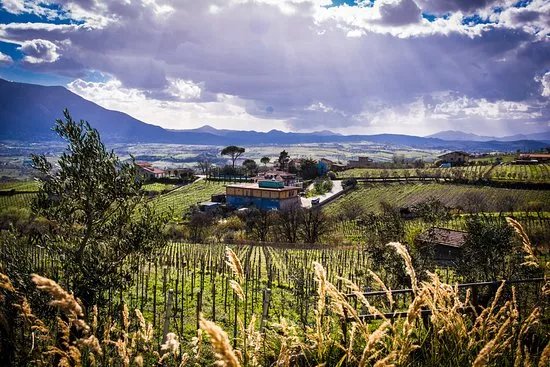 Corte Normanna Societa Agricola