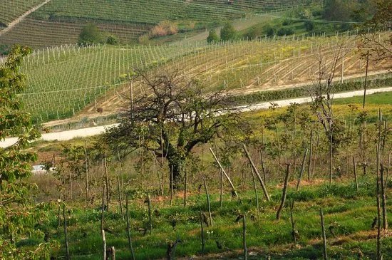 Vinearia for WineTravellers