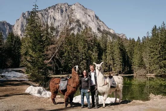 Alpakas und Lamas zum Grunen See