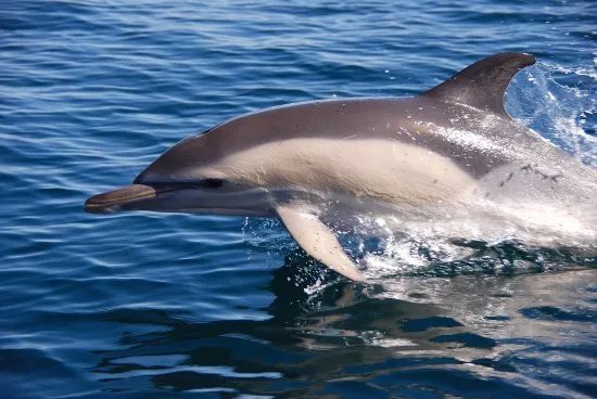 Algarve Water World