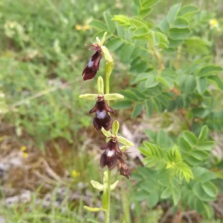 Orchideenwanderung