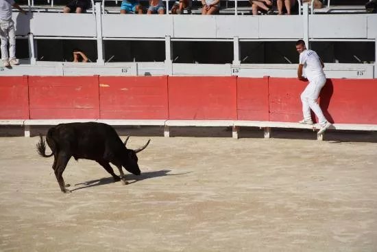La Course Camarguaise d'Arles
