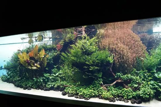 Takashi Amano Forests Underwatter at Oceanarium Lisbon