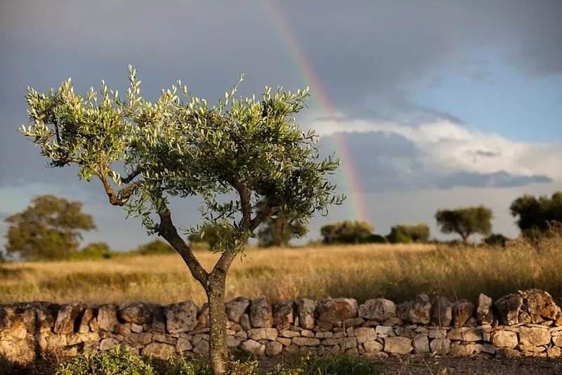 Trulli Bianchi. Characteristic stone trullo with private pool and panoramic view