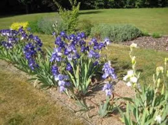 Collection d'Iris parc du chateau de Morchene