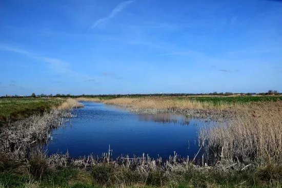 The Hanson-RSPB Wetland Project Ouse Fen Nature Reserve