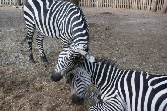 Zoopark Doksy