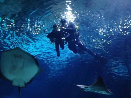 Immersion con tiburones Aquarium Barcelona