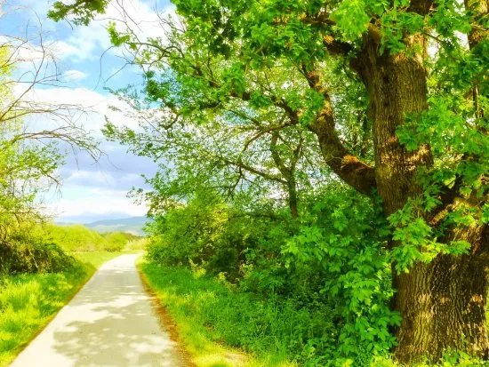Riserva Naturale Macchia di Gattaceca e Macchia del Barco
