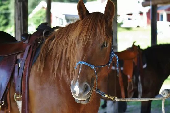 Fjallstallet Horsemanship