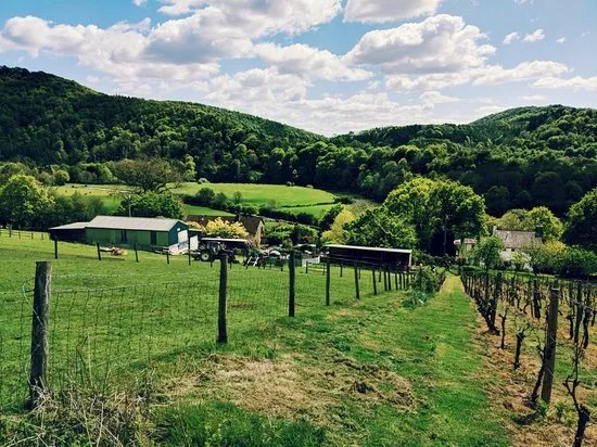 Parva Farm Vineyard