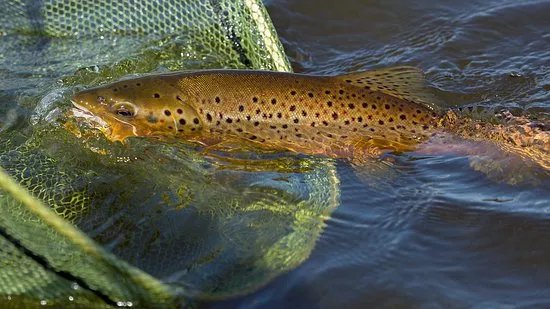 TroutQuest