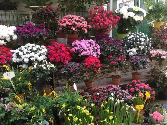 Marche aux fleurs - Ile de la Cite