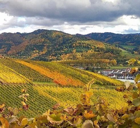 Vino Vistas