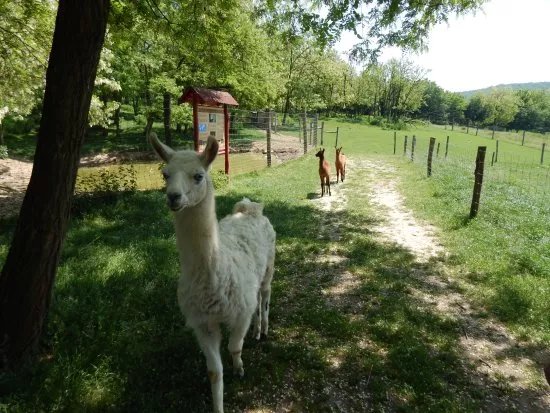Boszenfa Deer Farm - Petting Zoo