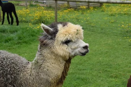Arkadia Alpacas - Great Ground Farm