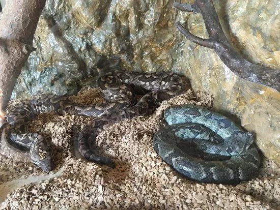 Zoological Gardens