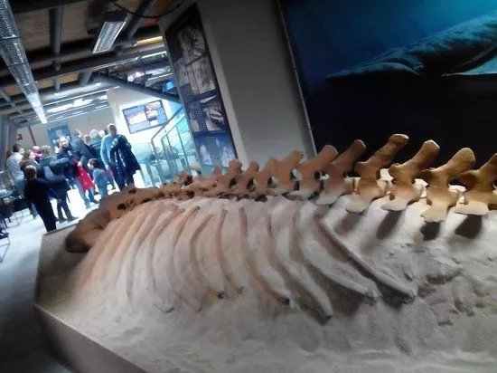Museo Paleontologico Territoriale dell'Astigiano
