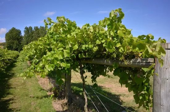 Highdown Vineyard