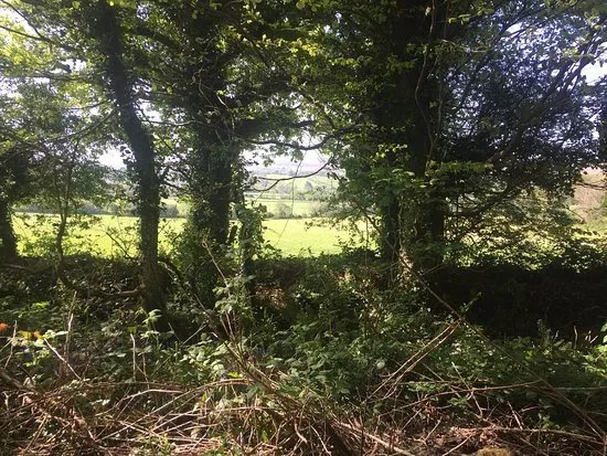 Ballyseedy Woods