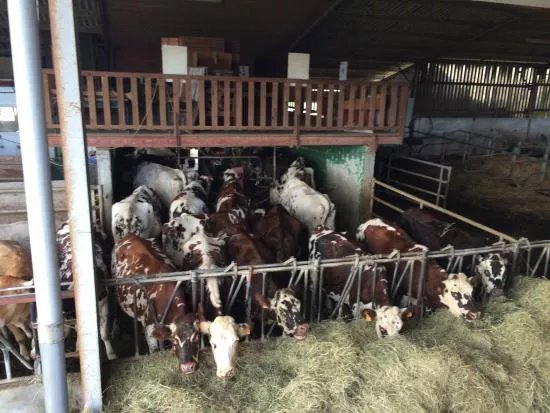La Ferme Lait P'tits Bearnais