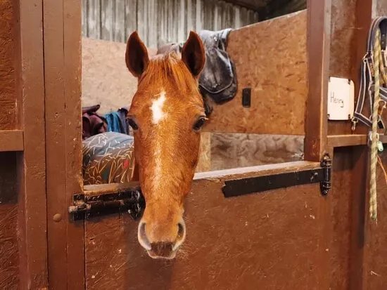 Polegate Equestrian Centre