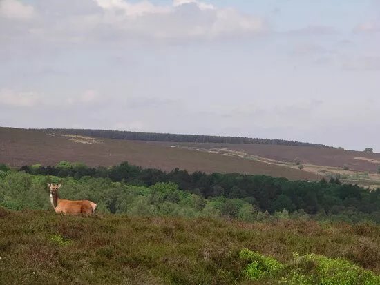 Blacka Moor Nature Reserve