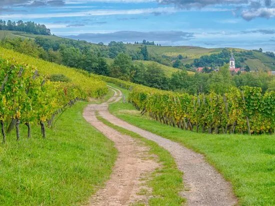 Vins Schoenheitz