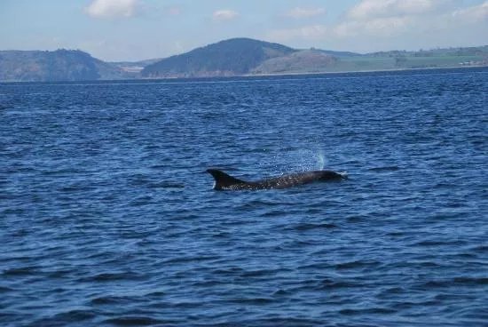 Dolphin Trips Avoch