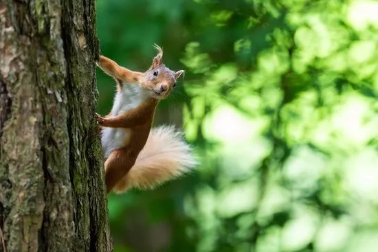 Go Wild Scotland