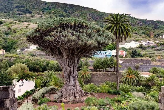 Parque del Drago