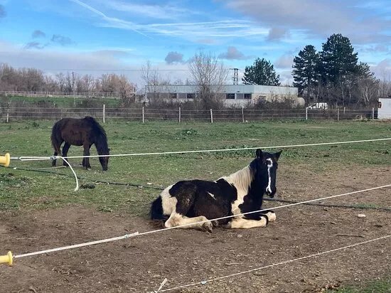 La ferme equestre des peches