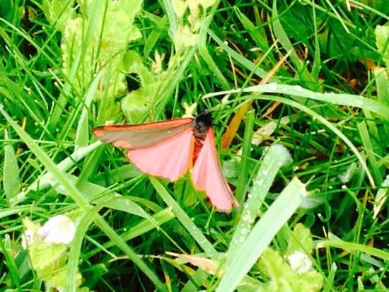 Malling Down Nature Reserve