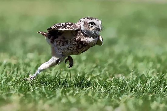 Kent Owl Academy