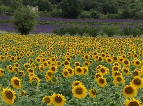 Alpilles Luberon Provence Transport