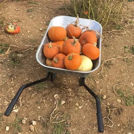 Pumpkin Picking Patch