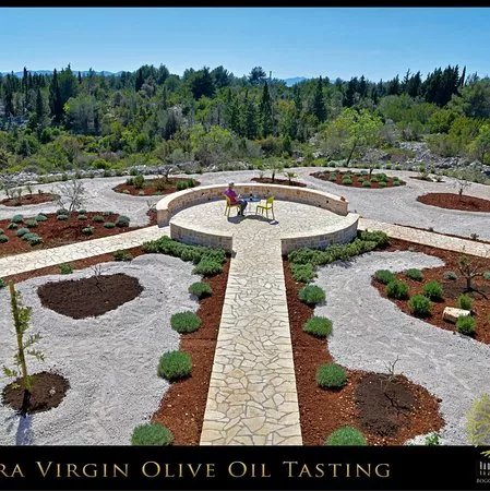 Olive oil tasting Radojkovic