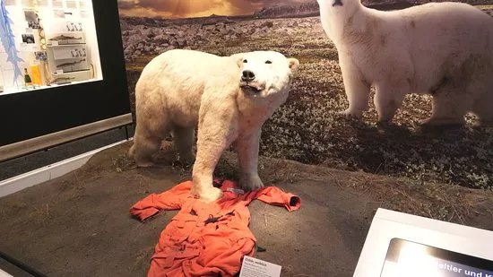 Zoologisches Museum