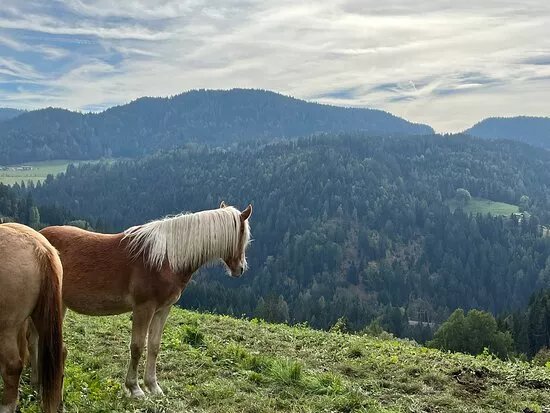 Sentiero d'Avventura del Cavallo Haflinger