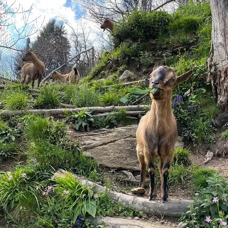 Zoopark Di Levigliani