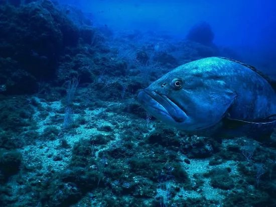 Costa Brava Divers