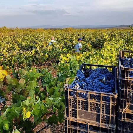Bodegas Vilaplana