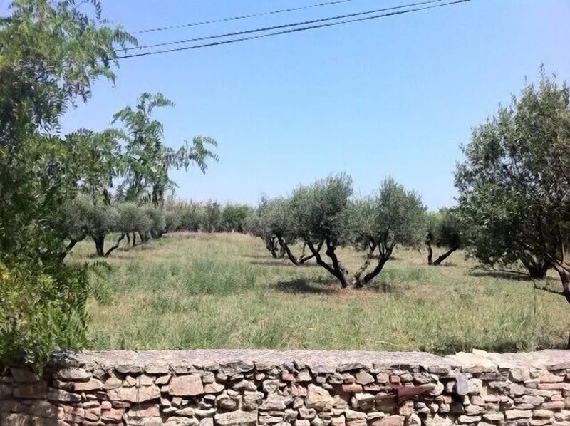 DOMAINE SESQUIER Family gîte in an exceptional Acacia farmhouse