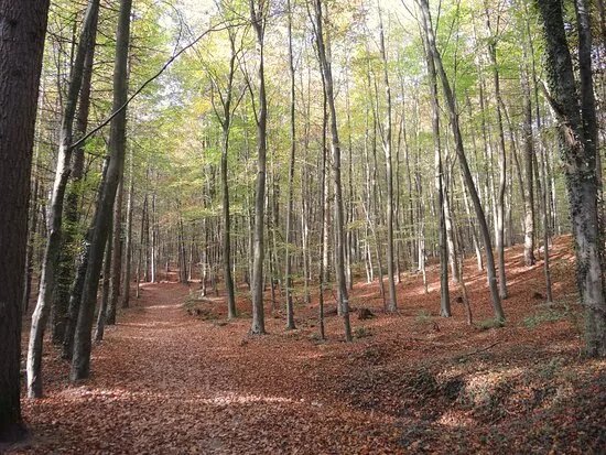 Reichswald